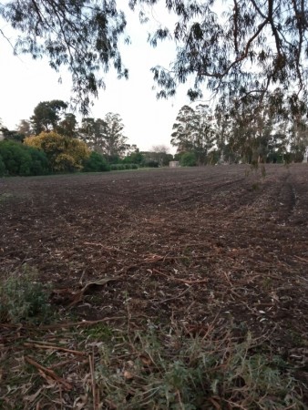 HECTARIA EN ALQUILER. EL BOQUERÓN.MAR DEL PLATA
